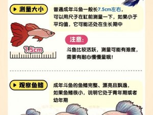 斗鱼养殖秘籍：环境、饲料与护理全方位指南，打造斗鱼健康成长的乐园