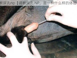 调教尿孔np【调教尿孔 NP，是一种什么样的体验？】