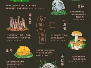 扫一扫探寻自然宝藏：智能识别野生菌种类的神奇世界探索