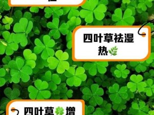 四叶草研究所_探索四叶草的奥秘，就来四叶草研究所