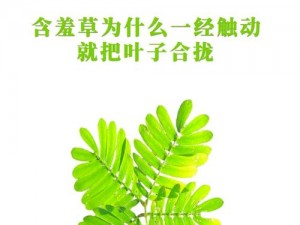 含羞草成人网站、含羞草成人网站，是否真的有益身心健康？