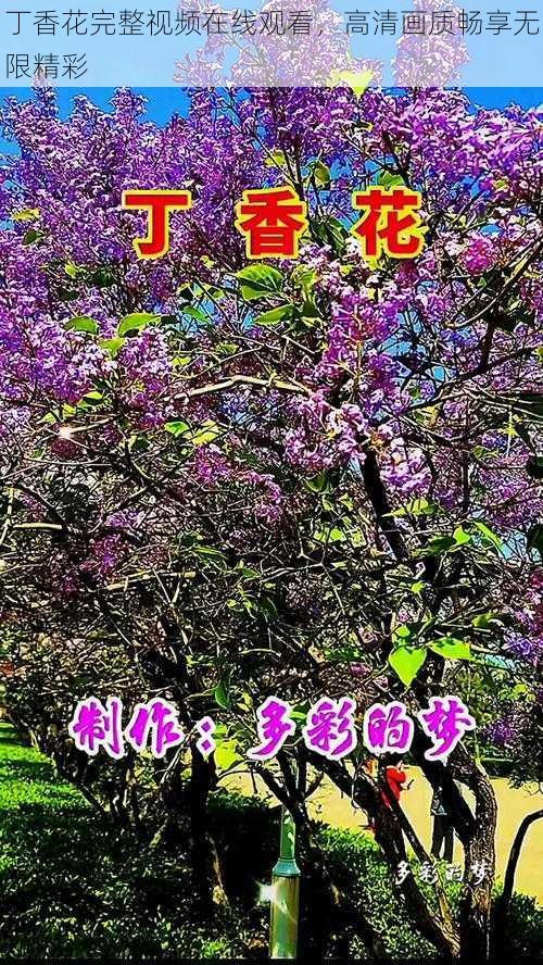 丁香花完整视频在线观看，高清画质畅享无限精彩