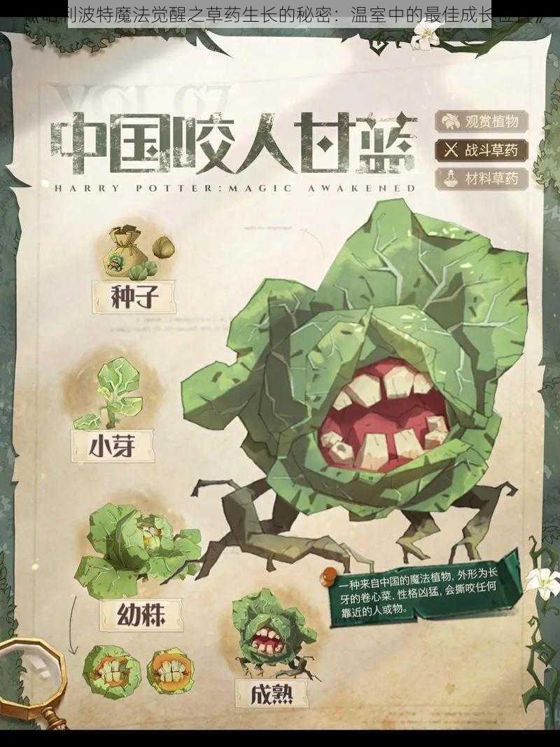 《哈利波特魔法觉醒之草药生长的秘密：温室中的最佳成长位置》