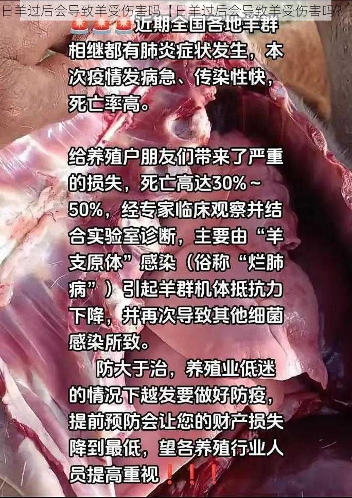 日羊过后会导致羊受伤害吗【日羊过后会导致羊受伤害吗？】