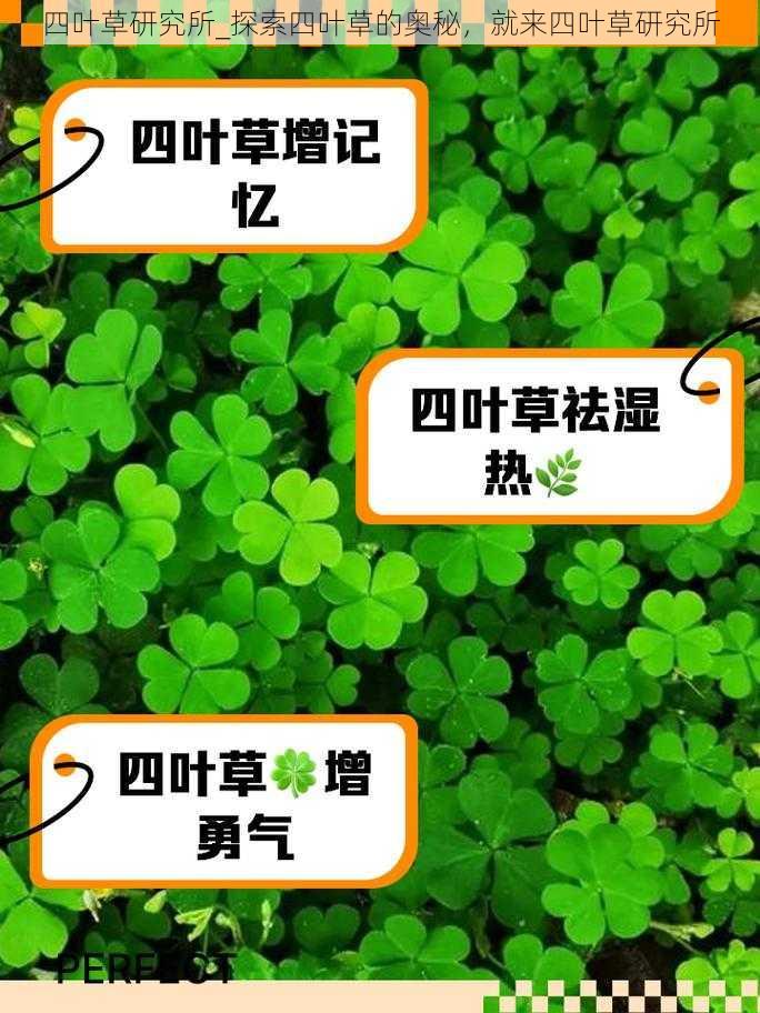 四叶草研究所_探索四叶草的奥秘，就来四叶草研究所