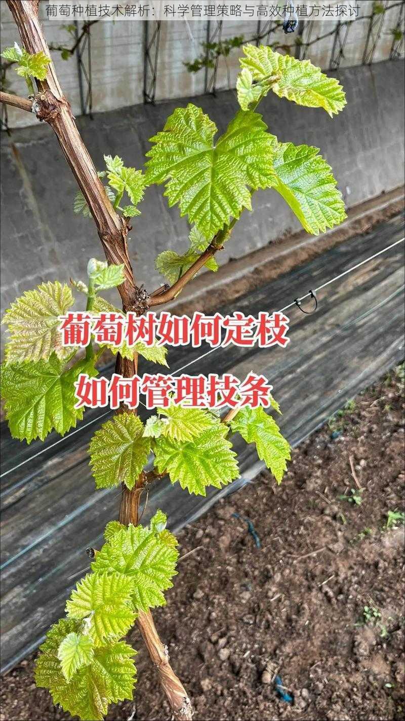 葡萄种植技术解析：科学管理策略与高效种植方法探讨