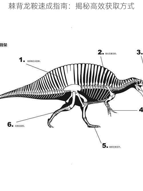 棘背龙鞍速成指南：揭秘高效获取方式
