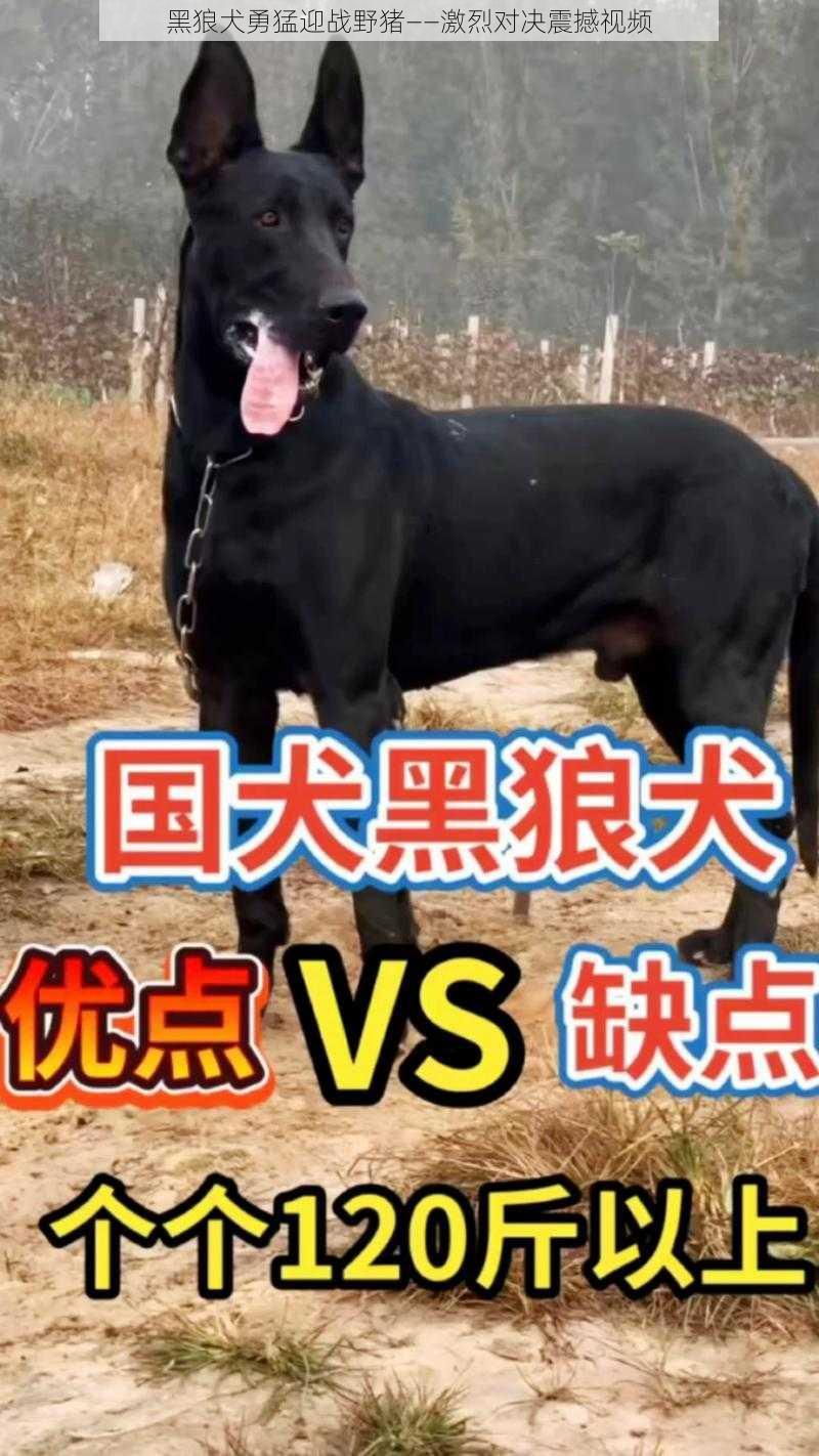 黑狼犬勇猛迎战野猪——激烈对决震撼视频